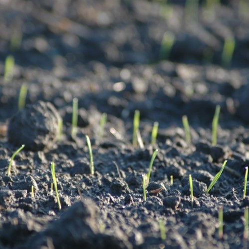 Miért fontosak a talajbaktérium-növénykapcsolatok?