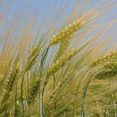 KH Viktor csávázott II. fok