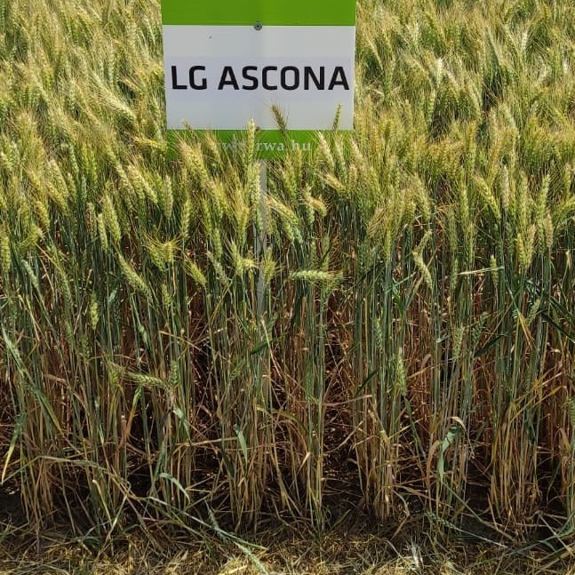 LG Ascona