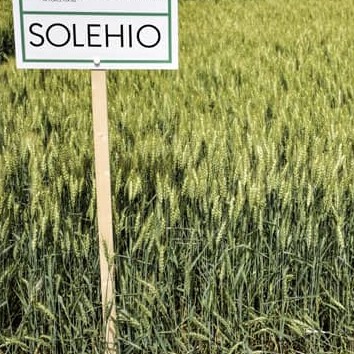 KWS Solehio csávázott II. fok