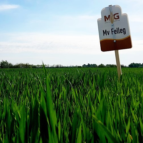 MV Felleg csávázott II. fok