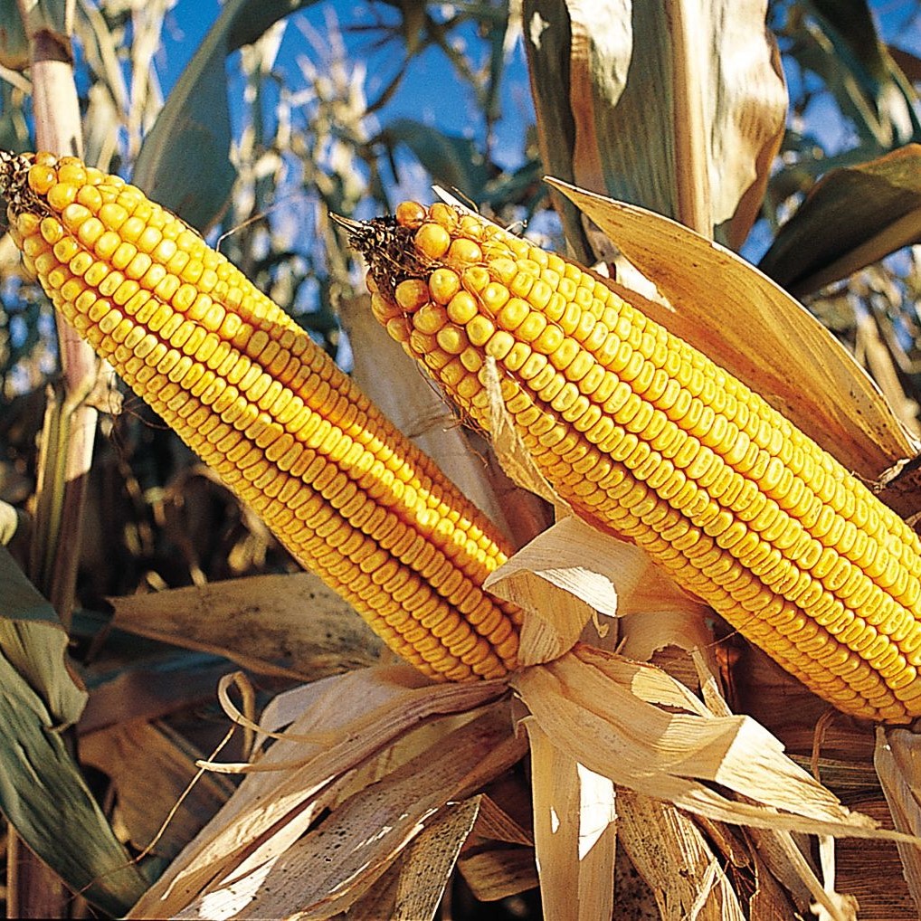 RF Valkűr csávázott+stimulátor