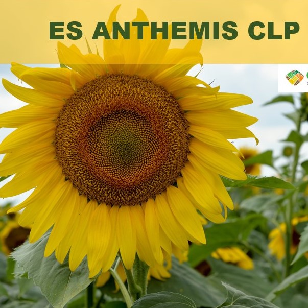 ES Anthemis CLP