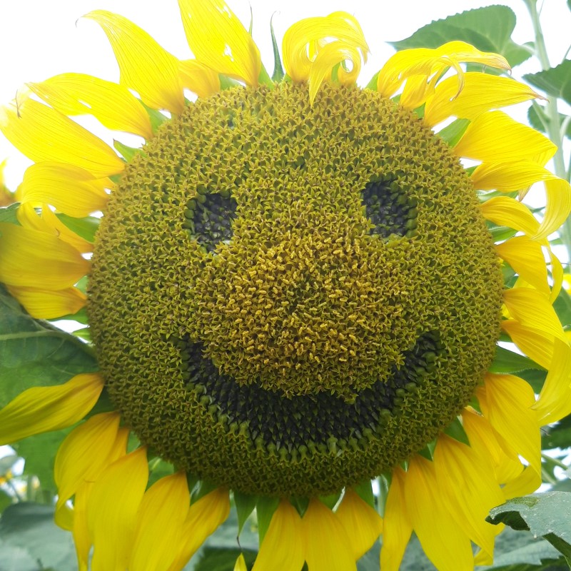 Mas 85 SU csávázott