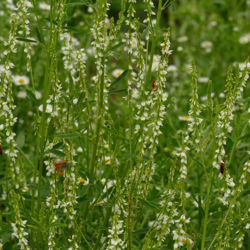 Kecskeméti fehérvirágú csávázatlan