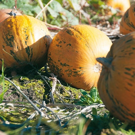 Beppo héj nélküli csávázatlan hibrid